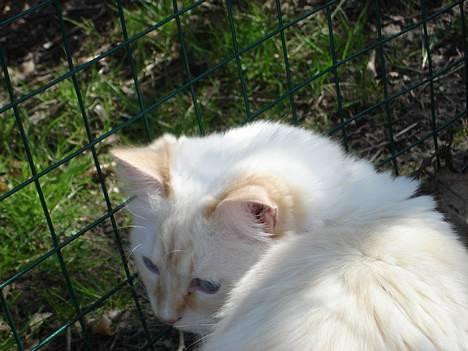 Ragdoll Sir Karmanjaka billede 4