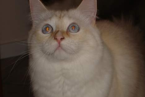 Ragdoll Sir Karmanjaka - Missen med de store blå øjne?? billede 5