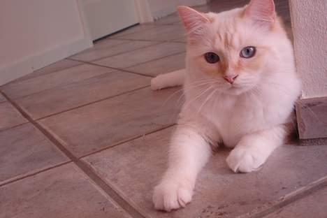 Ragdoll Sir Karmanjaka billede 6