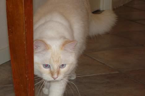 Ragdoll Sir Karmanjaka billede 7