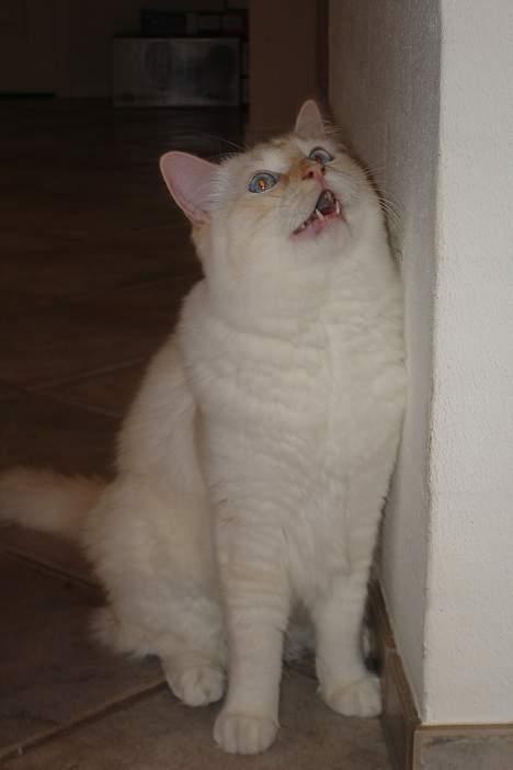 Ragdoll Sir Karmanjaka - Der var eg hurtig - hva´ Jaka? Nu ved alle at du er en pivskid når det kommer til stykket XD billede 8