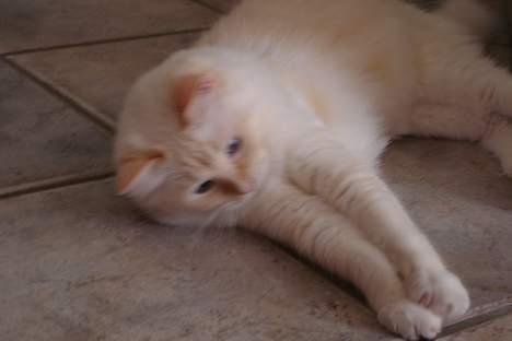 Ragdoll Sir Karmanjaka - Ved godt at billedet er lidt utydeligt. Det er ret ærgeligt - men synes det skulle med :D billede 9