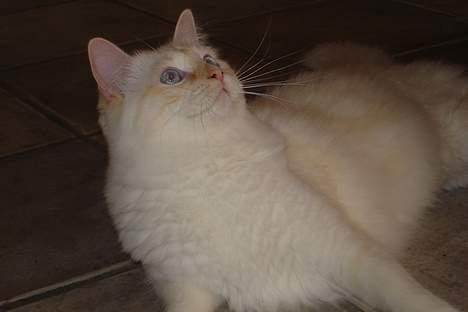 Ragdoll Sir Karmanjaka billede 10