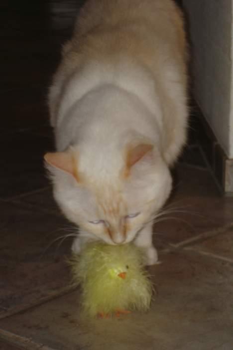 Ragdoll Sir Karmanjaka billede 11