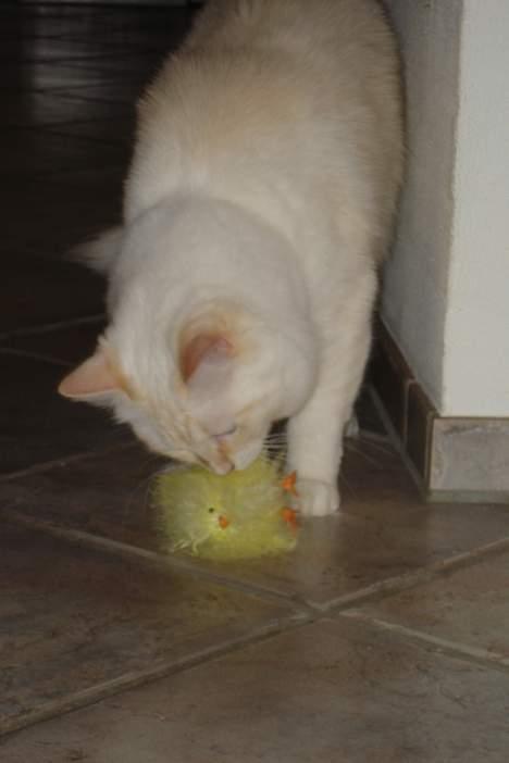 Ragdoll Sir Karmanjaka billede 12