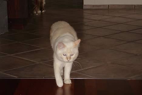 Ragdoll Sir Karmanjaka billede 13