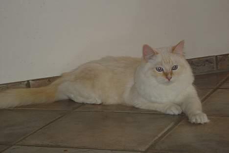 Ragdoll Sir Karmanjaka billede 14
