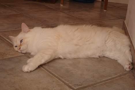 Ragdoll Sir Karmanjaka billede 15