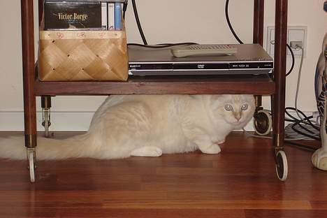 Ragdoll Sir Karmanjaka billede 16