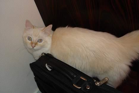 Ragdoll Sir Karmanjaka billede 17