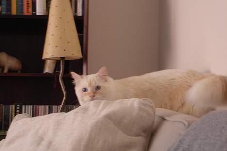 Ragdoll Sir Karmanjaka billede 18