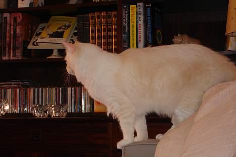 Ragdoll Sir Karmanjaka billede 19