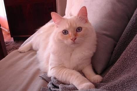 Ragdoll Sir Karmanjaka billede 20