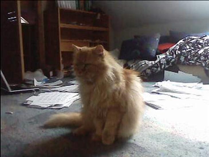 {{currentPhoto.altText}} billede {{currentPhoto.number}}