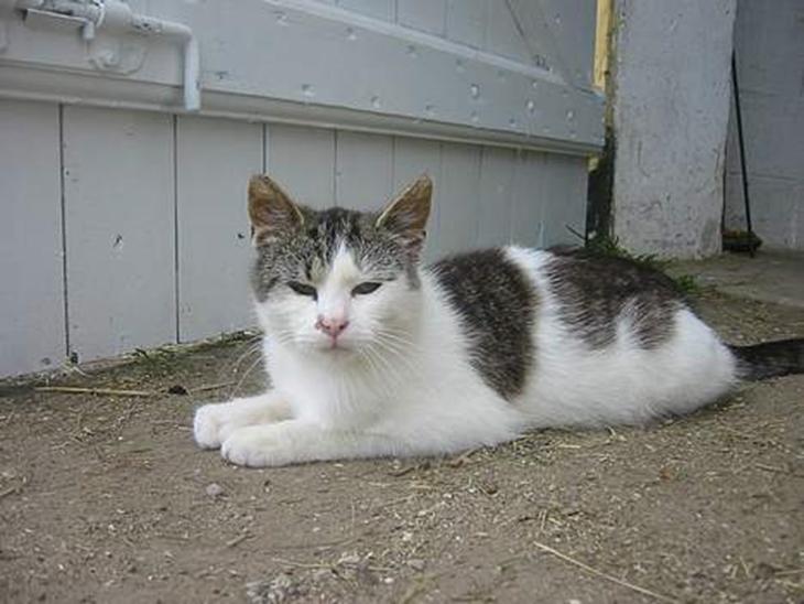 {{currentPhoto.altText}} billede {{currentPhoto.number}}