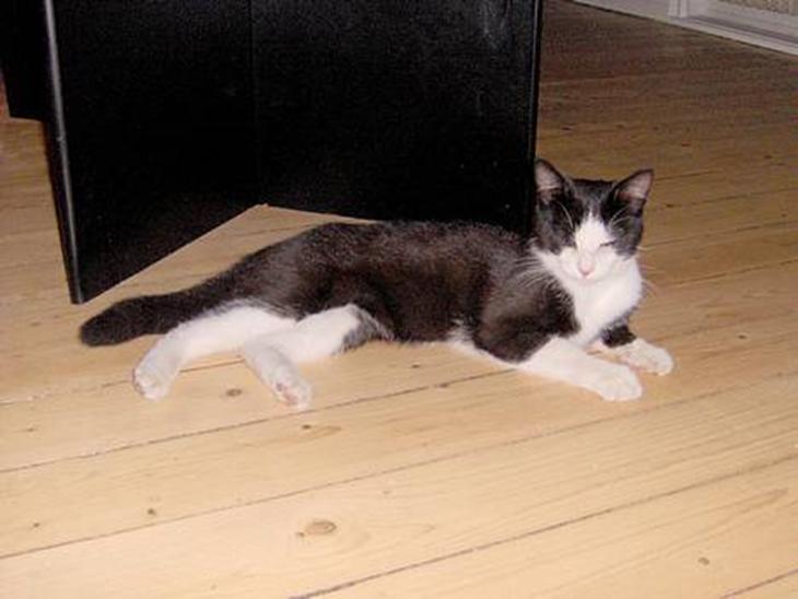 {{currentPhoto.altText}} billede {{currentPhoto.number}}