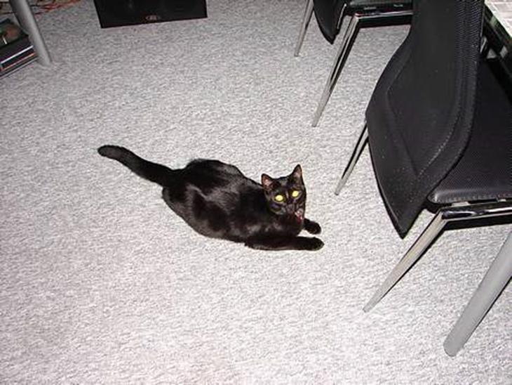 {{currentPhoto.altText}} billede {{currentPhoto.number}}