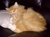 Maine Coon Mons