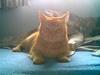 Huskat Morris R.I.P
