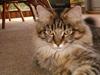 Maine Coon havana