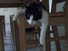 Norsk Skovkat DK Buum-Cats Anja