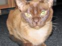 Burmeser Momi`s Cataline