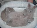 British Shorthair Noah