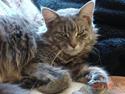 Maine Coon Anella