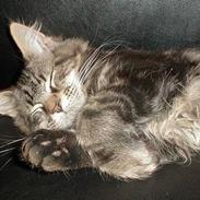 Maine Coon IC Gandalf My Axis Star