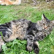 Maine Coon IC Gandalf My Axis Star