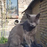 Blanding af racer Vicktor