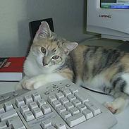 Blanding af racer Trunte