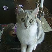 Blanding af racer Trunte