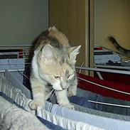 Blanding af racer Trunte