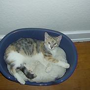 Blanding af racer Trunte