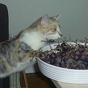 Blanding af racer Trunte