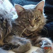 Maine Coon Anella 
