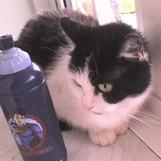 Huskat Snuller R.I.P. Død :'(