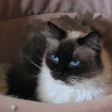 Ragdoll Gigolo Patriarca