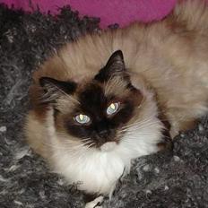 Ragdoll Gigolo Patriarca