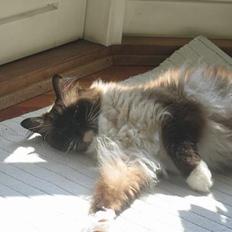 Ragdoll Gigolo Patriarca