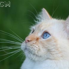 Ragdoll Sir Leo De Grance