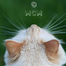 Ragdoll Sir Leo De Grance