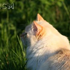 Ragdoll Sir Leo De Grance