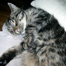 Huskat Salem Saberhagen