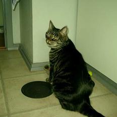 Huskat Salem Saberhagen