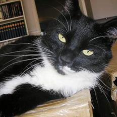 Blanding af racer Bob