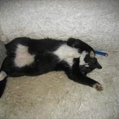 Blanding af racer Bob