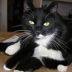 Blanding af racer Bob