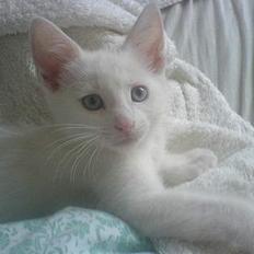 Blanding af racer NimNim R.I.P